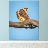 Toile Golden Falcon at Rest (Insitu (Plancher de Bois))