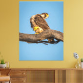 Toile Golden Falcon at Rest (Insitu(Salon))