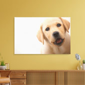Toile Golden Labrador (Insitu(Salon))