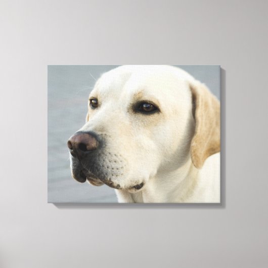 Toile Golden Labrador Retriever Photographie (Recto)