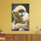 Toile Golden monkey (Insitu(Salon))