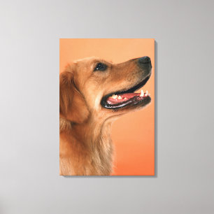Toile Golden Retriever 5