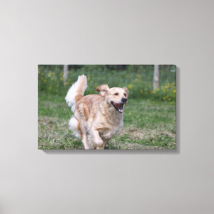 Toile Golden retriever courant 1