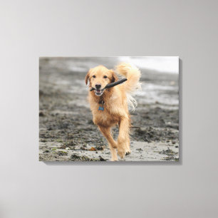 Toile Golden Retriever courant avec un bâton dans la bou