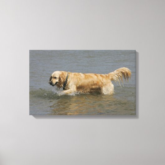 Toile Golden Retriever dans l'eau (Recto)
