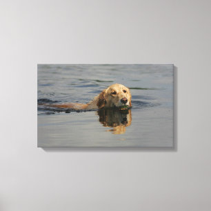 Toile Golden retriever nageant
