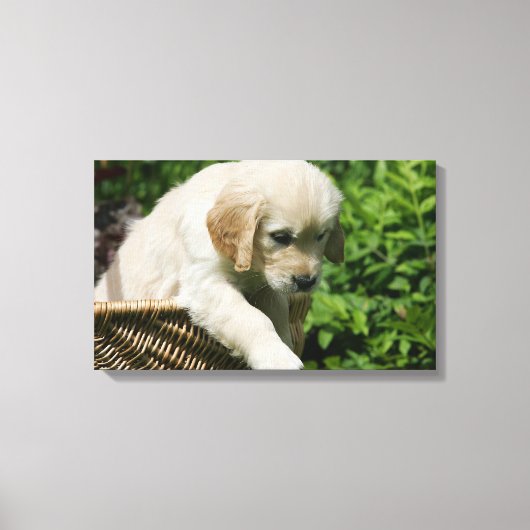 Toile Golden Retriever Puppy (Recto)