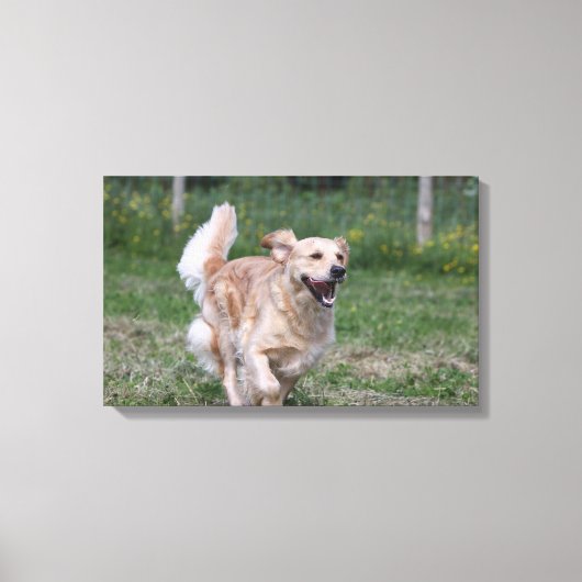 Toile Golden Retriever Running 1 (Recto)