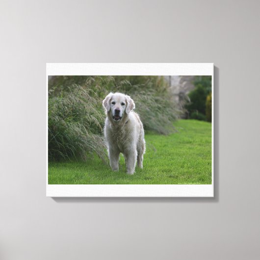 Toile Golden Retriever Running 2 (Recto)