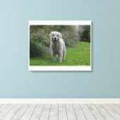 Toile Golden Retriever Running 2 (Insitu (Plancher de Bois))