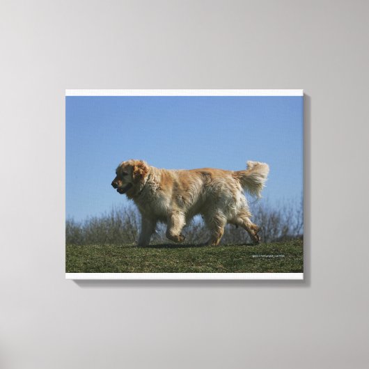 Toile Golden Retriever Running 3 (Recto)