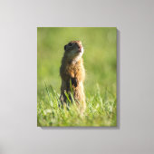 Toile Gopher (Recto)