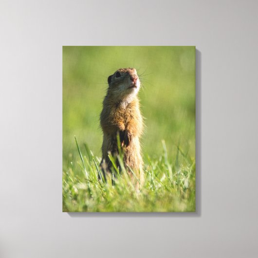 Toile Gopher (Recto)