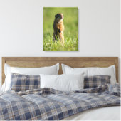 Toile Gopher (Insitu(Chambre))