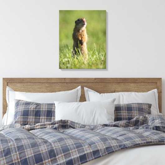 Toile Gopher (Insitu(Chambre))