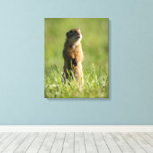 Toile Gopher (Insitu (Plancher de Bois))