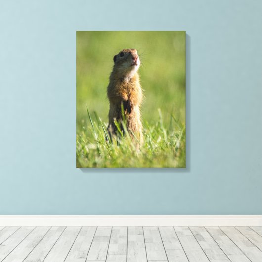 Toile Gopher (Insitu (Plancher de Bois))