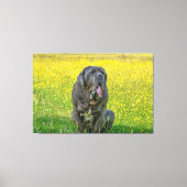 Toile Gorgeous Mastiff (Recto)