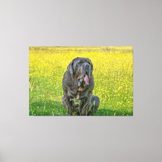 Toile Gorgeous Mastiff (Recto)