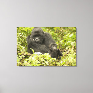 Toile Gorille des montagnes, Gorilla beringei (anciennem