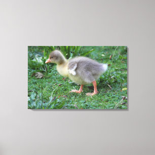 Toile Gosling