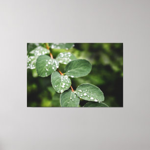 Toile Gouttes de rosée sur des feuilles vertes