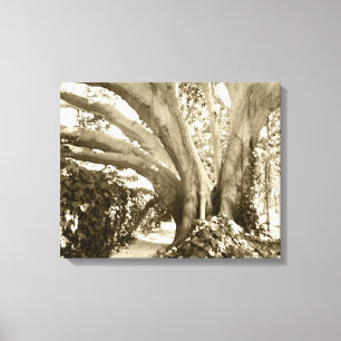 Toile Grand Arbre Photo Noir Blanc Rue Los Angeles