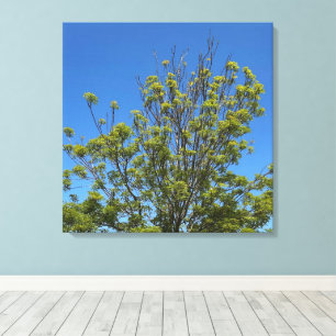 Toile Grand Ash Tree Dans La Belle Photo Ciel Bleu