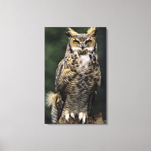 Toile Grand-duc d'Amérique (Bubo virginianus), corps ent