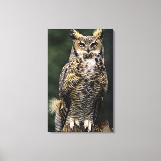 Toile Grand-duc d'Amérique (Bubo virginianus), corps ent (Recto)