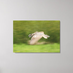 Toile Grand hibou à cornes (virginianus de Bubo)