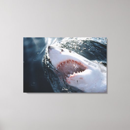 Toile Grand requin blanc en mer (Recto)
