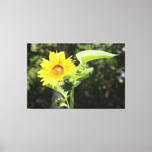 Toile Grand tournesol