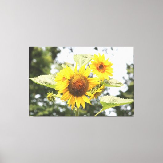 Toile Grands tournesols (Recto)