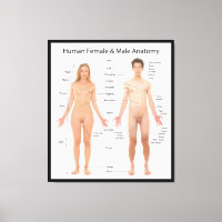 Graphique de l'anatomie de base des femmes et des