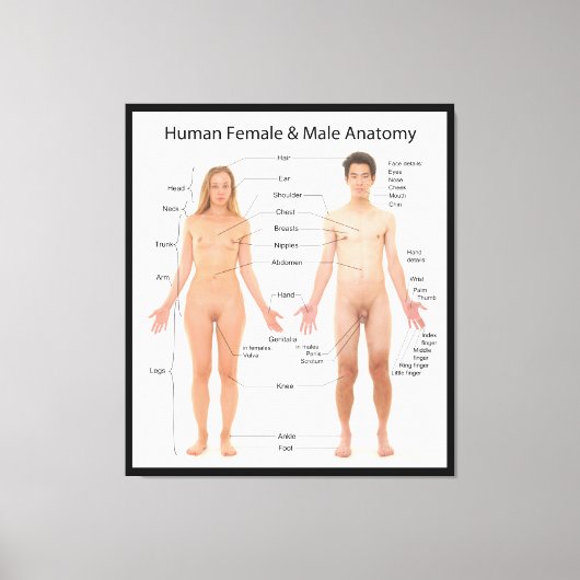 Toile Graphique de l'anatomie de base des femmes et des  (Recto)