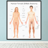 Toile Graphique de l'anatomie de base des femmes et des  (Insitu (Plancher de Bois))