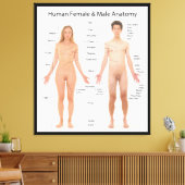 Toile Graphique de l'anatomie de base des femmes et des  (Insitu(Salon))