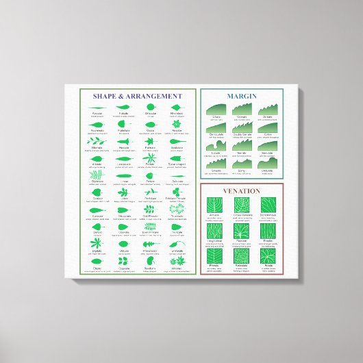 Toile Graphique de morphologie des feuilles Forme de la (Recto)