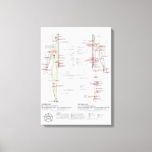 Toile Graphique des méridiens humains (Recto)