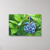 Toile grappe de myrtilles sur un buisson (Recto)
