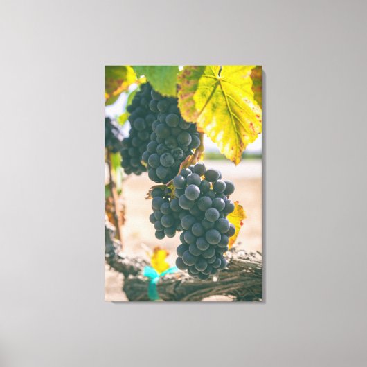 Toile Grappes (Recto)