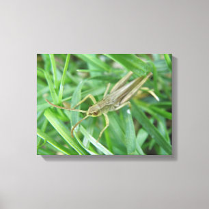 Toile Grasshopper Canvas Imprimer