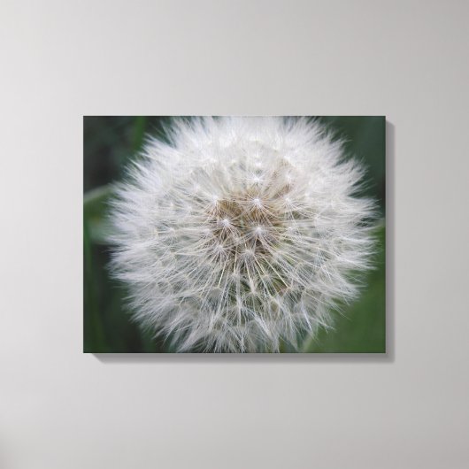 Toile Gravure Dandelion Flower Canvas Imprimer (Recto)
