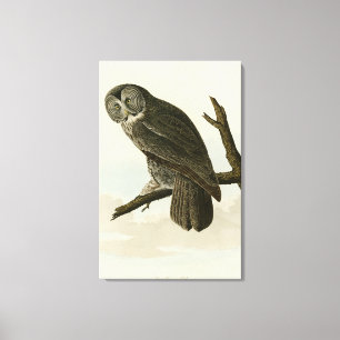 Toile Great Cinereous Owl from Audubon Birds of America
