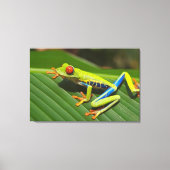 Toile Grenouille (Recto)