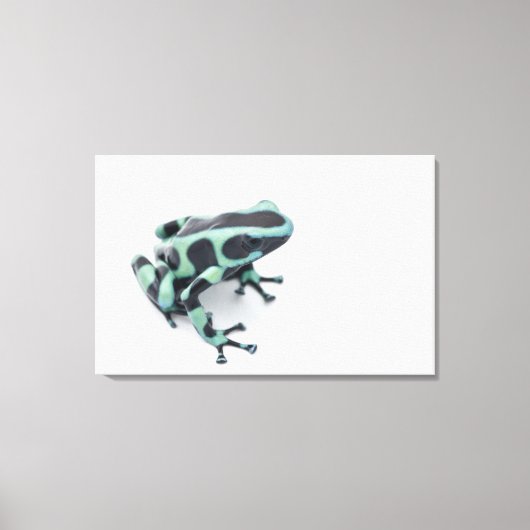 Toile grenouille à bec noire et verte (dendrobates) (Recto)