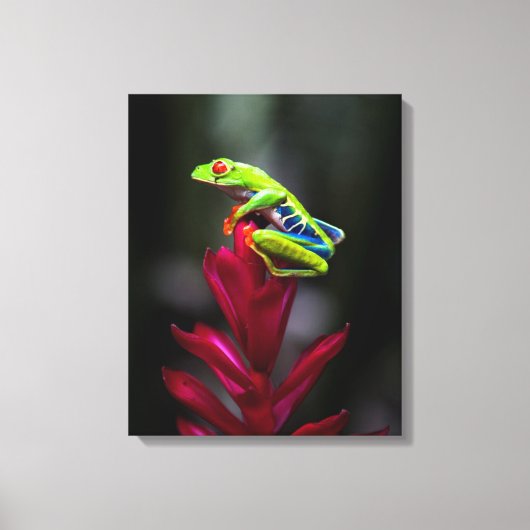 Toile Grenouille aux yeux rouges (Recto)