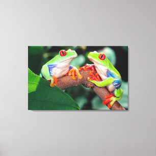 Toile Grenouille aux yeux rouges, Agalychinis callidryas