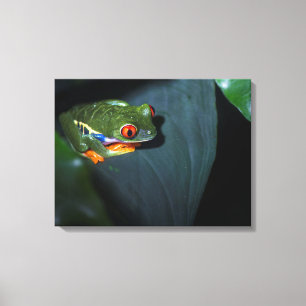 Toile Grenouille aux yeux rouges assise